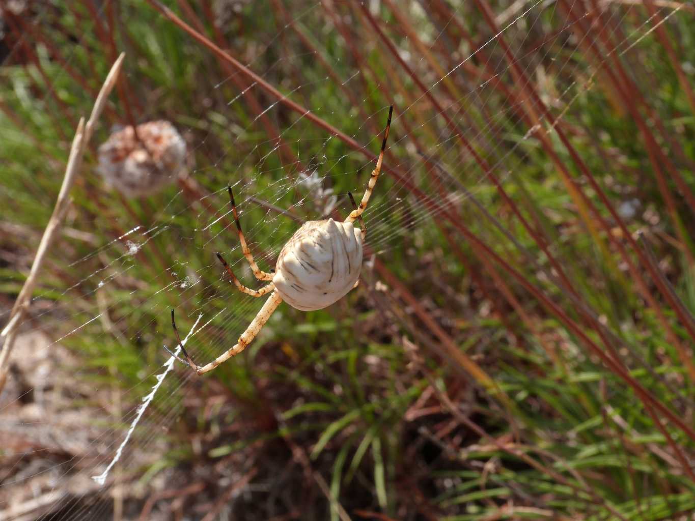 Argiope lobata; pose insolite - S. Teresa Gallura (OT)